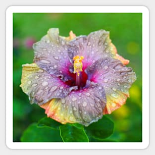 Rainy Hibiscus Sticker